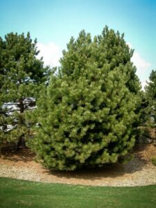 Сосна Чёрная (Pinus Nigra) купить по цене от 270.00р. в интернет-магазине «Посадика» с доставкой почтой в в Дрезнае и по всей России – [изображение №1].