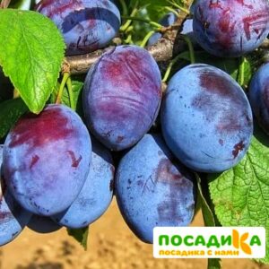 Слива Чачакская ранняя купить по цене от 229.00р. в интернет-магазине «Посадика» с доставкой почтой в в Дрезнае и по всей России – [изображение №1].