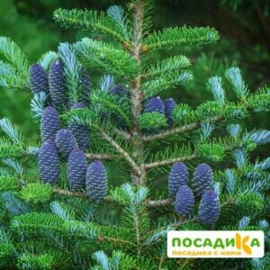 Пихта корейская (Abies koreana) купить по цене от 450.00р. в интернет-магазине «Посадика» с доставкой почтой в в Дрезнае и по всей России – [изображение №1].