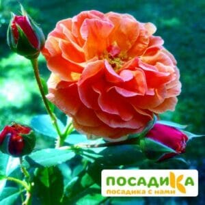 Роза Арабия купить по цене от 350.00р. в интернет-магазине «Посадика» с доставкой почтой в в Дрезнае и по всей России – [изображение №1].