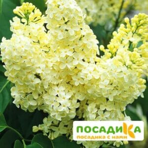 Сирень Примроуз (Primrose) купить по цене от 529.00р. в интернет-магазине «Посадика» с доставкой почтой в в Дрезнае и по всей России – [изображение №1].