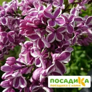 Сирень Сенсация купить по цене от 529.00р. в интернет-магазине «Посадика» с доставкой почтой в в Дрезнае и по всей России – [изображение №1].