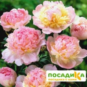 Пион Распберри Сандей (Paeonia Raspberry Sundae) купить по цене от 959р. в интернет-магазине «Посадика» с доставкой почтой в в Дрезнае и по всей России – [изображение №1].