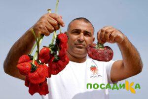 Клубника Гигант Джорнея купить по цене от 266р. в интернет-магазине «Посадика» с доставкой почтой в в Дрезнае и по всей России – [изображение №1].