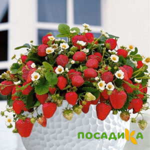 Клубника Рубиновый Шепот (горшечная) купить по цене от 240р. в интернет-магазине «Посадика» с доставкой почтой в в Дрезнае и по всей России – [изображение №1].