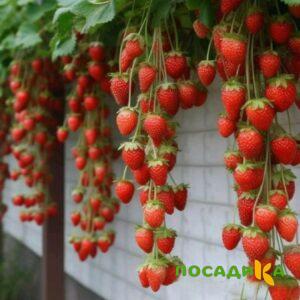 Клубника вьющаяся Комплимент купить по цене от 470р. в интернет-магазине «Посадика» с доставкой почтой в в Дрезнае и по всей России – [изображение №1].