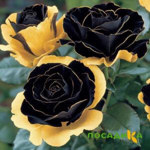 Роза Ханни Сикл купить по цене от 700р. в интернет-магазине «Посадика» с доставкой почтой в в Дрезнае и по всей России – [изображение №1].