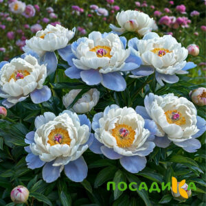 Пион акварельный Этюд купить по цене от 806р. в интернет-магазине «Посадика» с доставкой почтой в в Дрезнае и по всей России – [изображение №1].