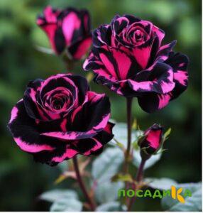 Роза Багровый Шепот купить по цене от 366р. в интернет-магазине «Посадика» с доставкой почтой в в Дрезнае и по всей России – [изображение №1].