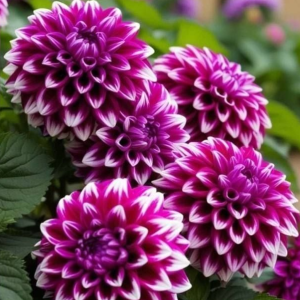 Георгин Кристал Корт купить по цене от 602р. в интернет-магазине «Посадика» с доставкой почтой в в Дрезнае и по всей России – [изображение №1].