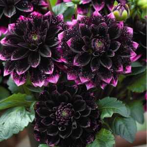 Георгин Лаванда Лейс купить по цене от 679р. в интернет-магазине «Посадика» с доставкой почтой в в Дрезнае и по всей России – [изображение №1].