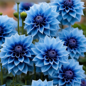 Георгин Вижапе купить по цене от 699р. в интернет-магазине «Посадика» с доставкой почтой в в Дрезнае и по всей России – [изображение №1].